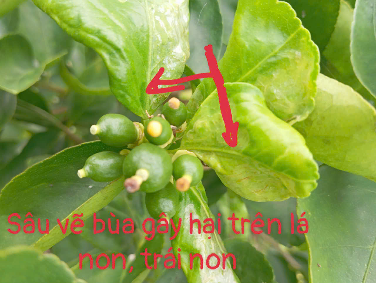 This Leader in Organic Agriculture Growth
